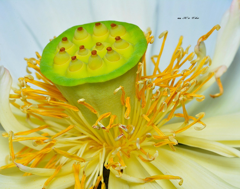 荷花 Nelumbonucifera 摄影 重庆咔嚓