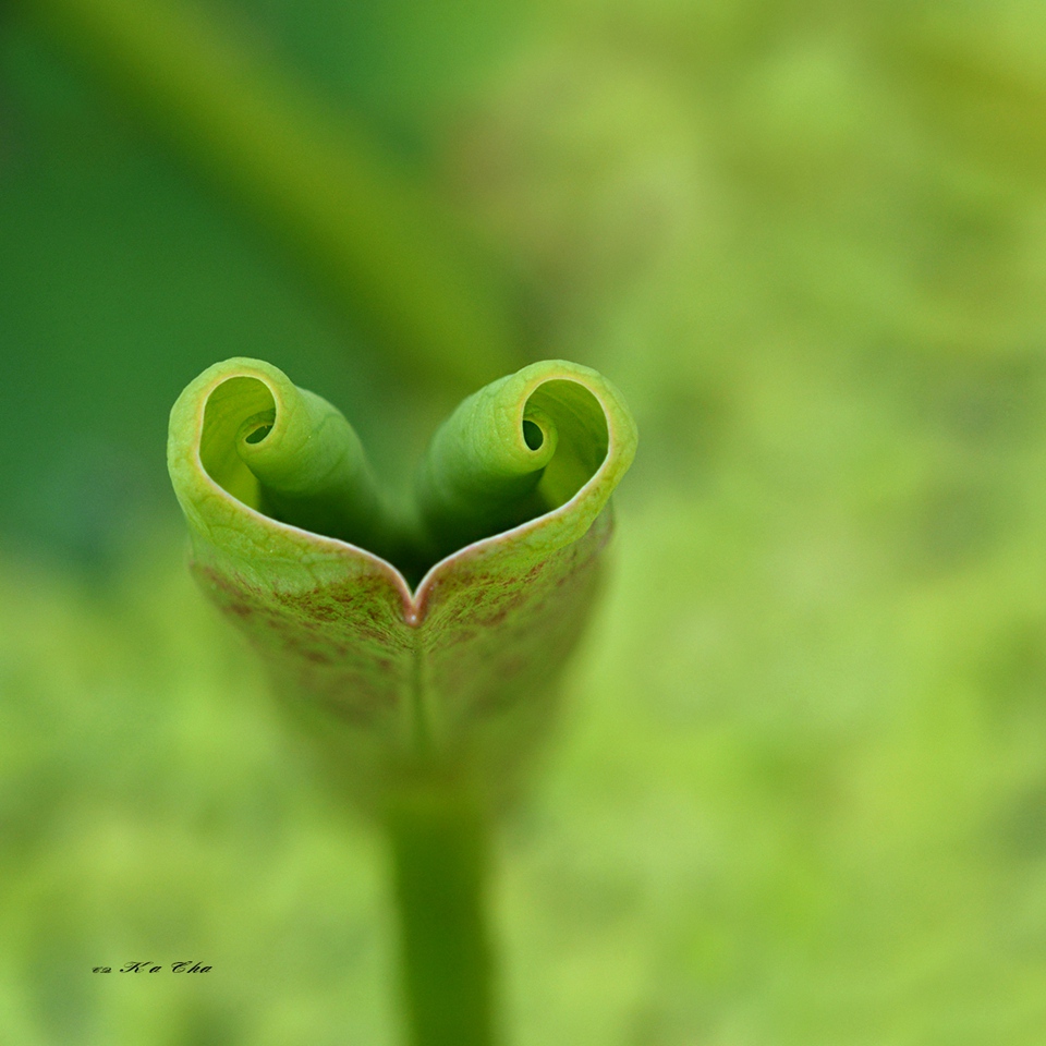 荷叶 Nelumbonucifera 摄影 重庆咔嚓