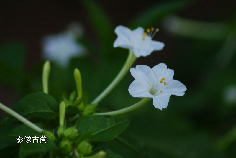 胭脂花2 摄影 WAS