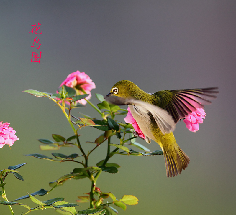 花鸟图 摄影 锋速