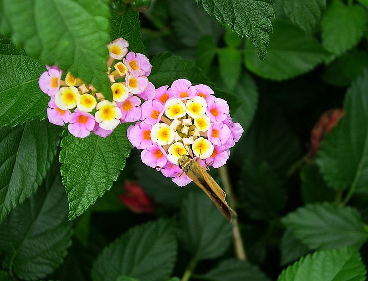 蝶恋花 摄影 西风胡杨