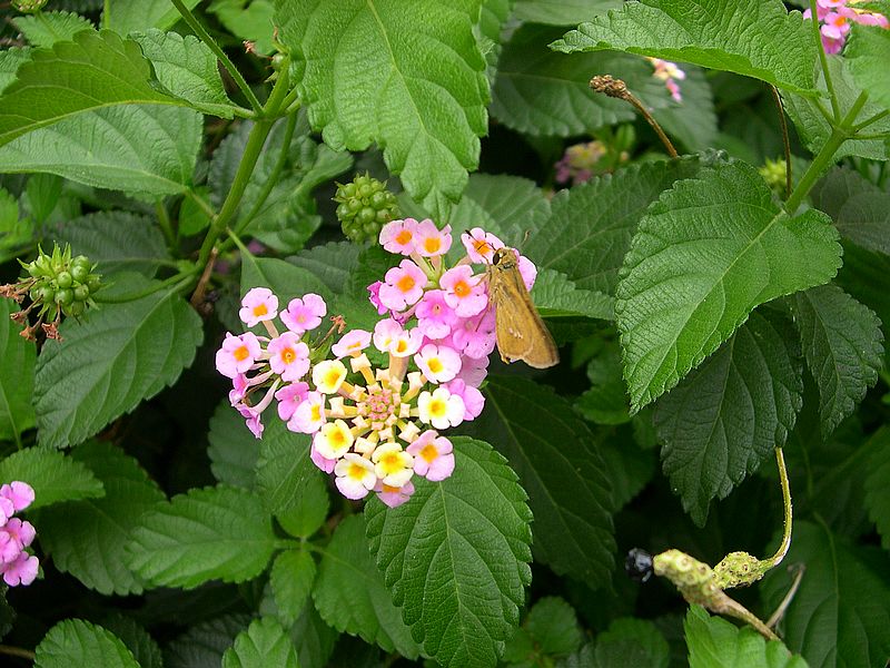 蝶恋花 摄影 西风胡杨