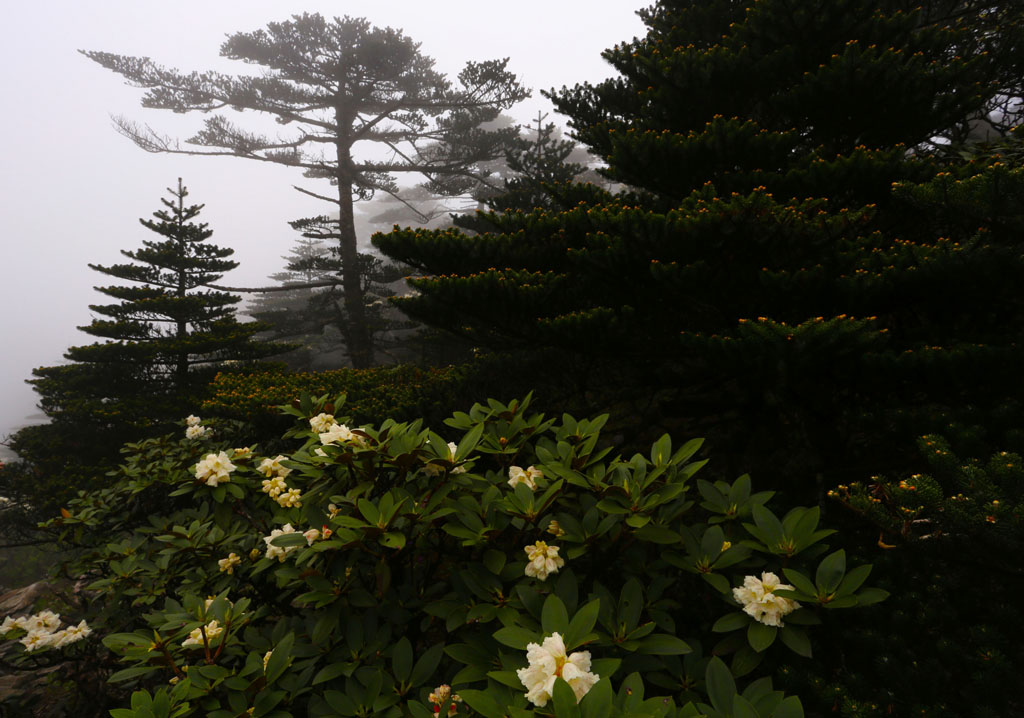 苍山杜鹃花 摄影 喜洲巴巴