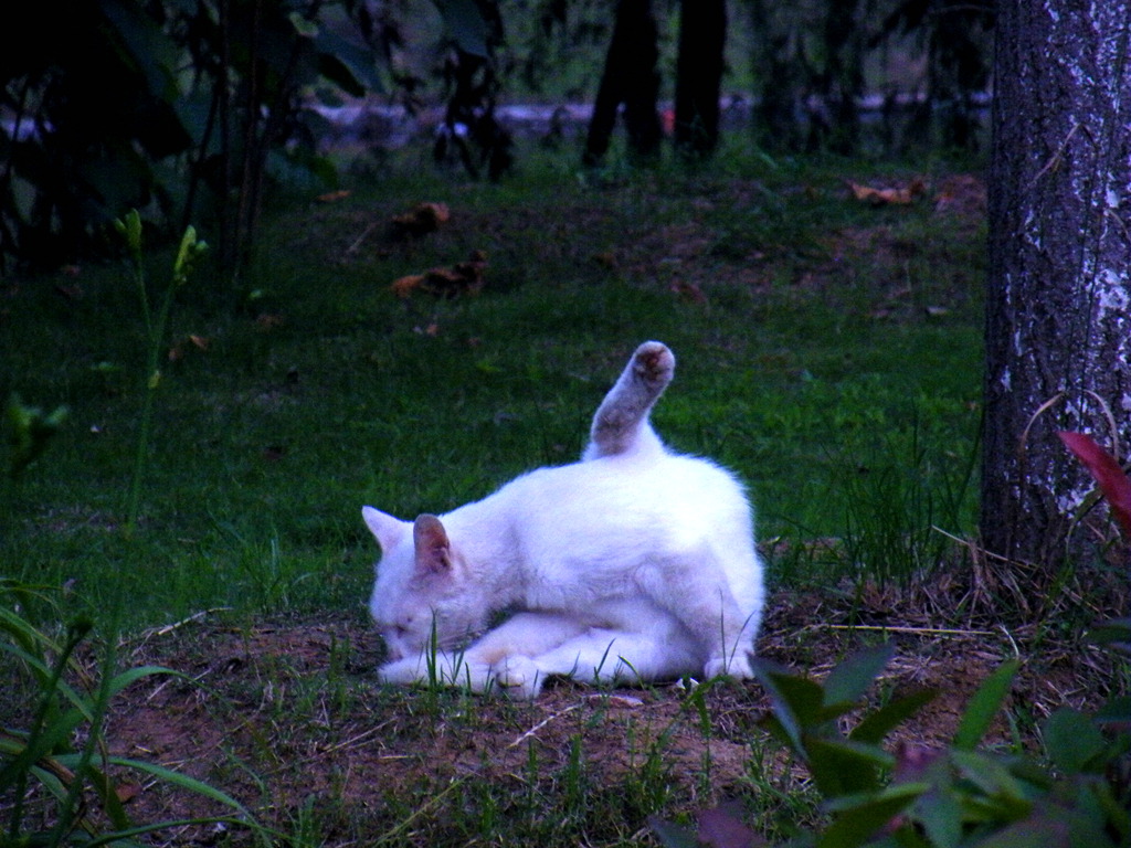 校园里的猫5 摄影 闲心雅兴