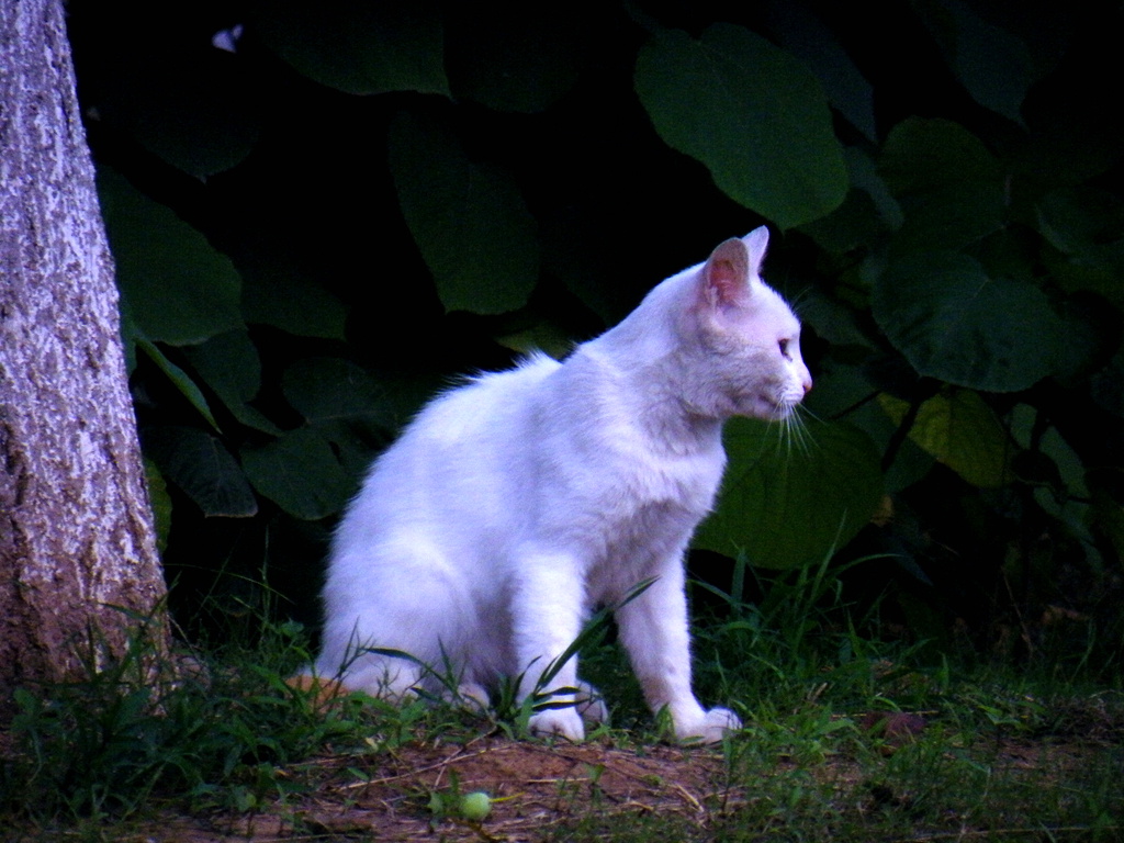 校园里的猫8 摄影 闲心雅兴