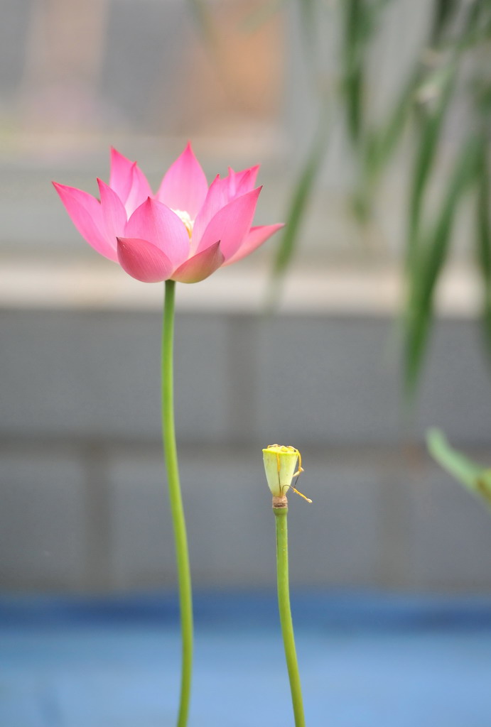 出水芙蓉 摄影 紫金草