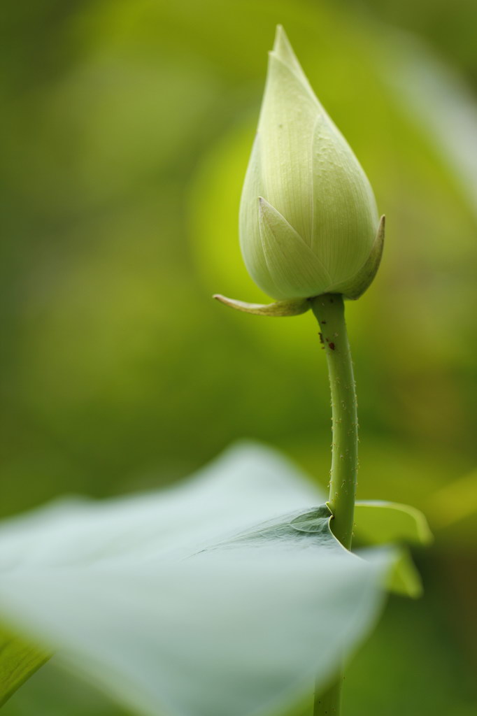 荷 摄影 otot杰