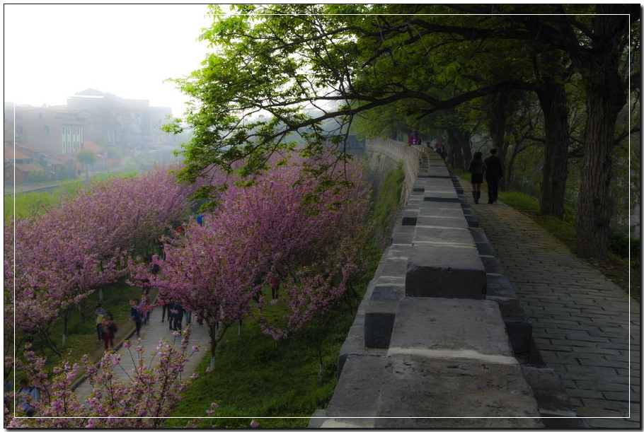 樱花“涌动”-02 摄影 xinshan