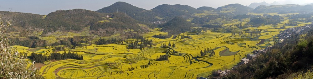 滇北风光-01（黄金满地） 摄影 飞机师