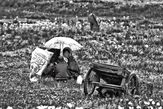 <雨中> 摄影 吕延均铁蹄