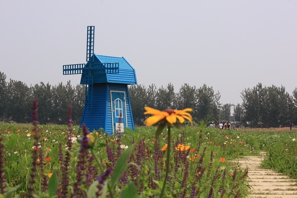 虞美人花展一景 摄影 老倔头