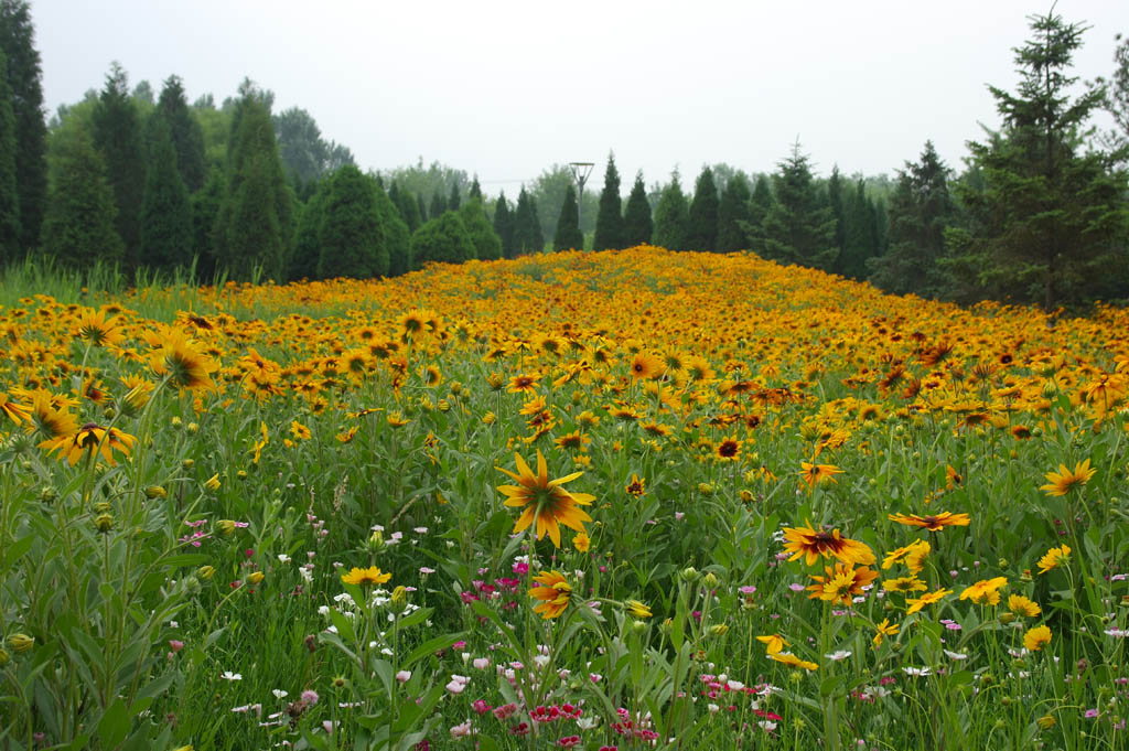 6月的花海 摄影 海岛哥