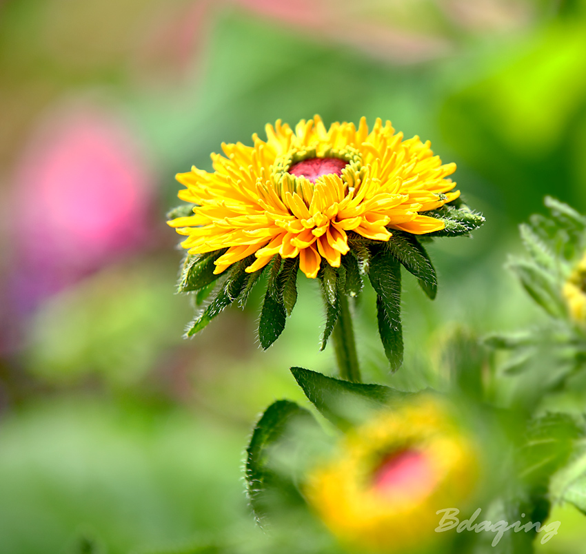 金光菊 摄影 Bdaqing