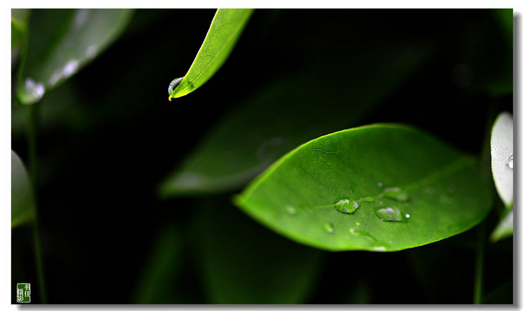 水珠近景-------1 摄影 翟永生