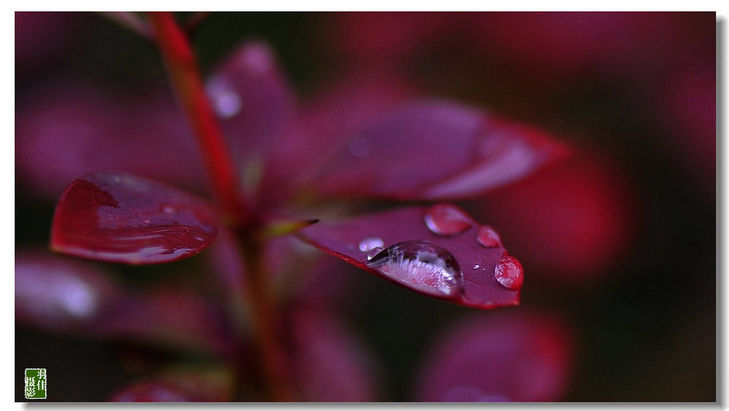 水珠近景-------2 摄影 翟永生