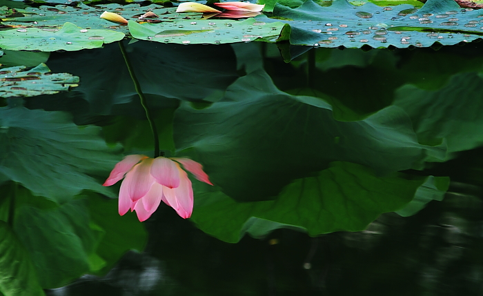 水中花 摄影 逐日追风