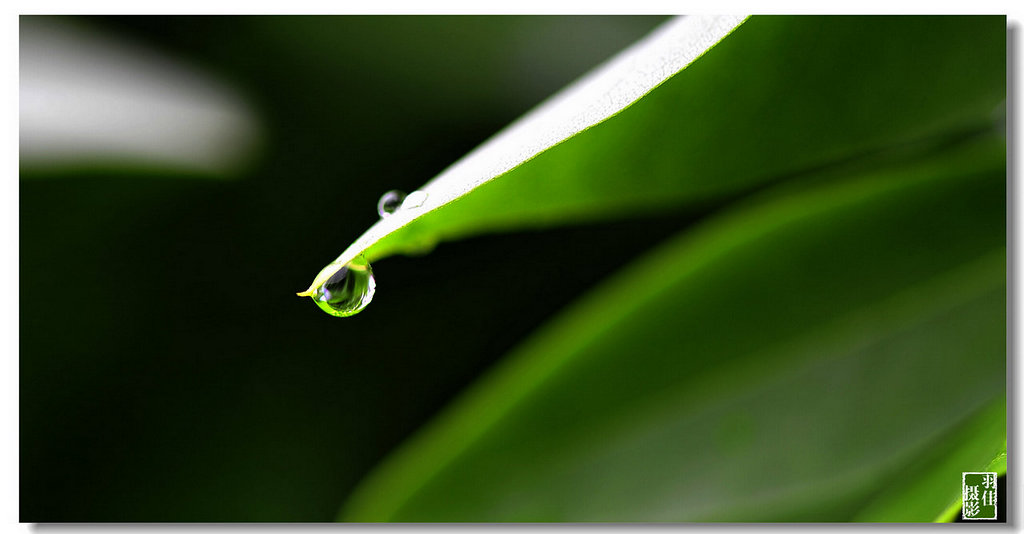 水珠近景------3 摄影 翟永生