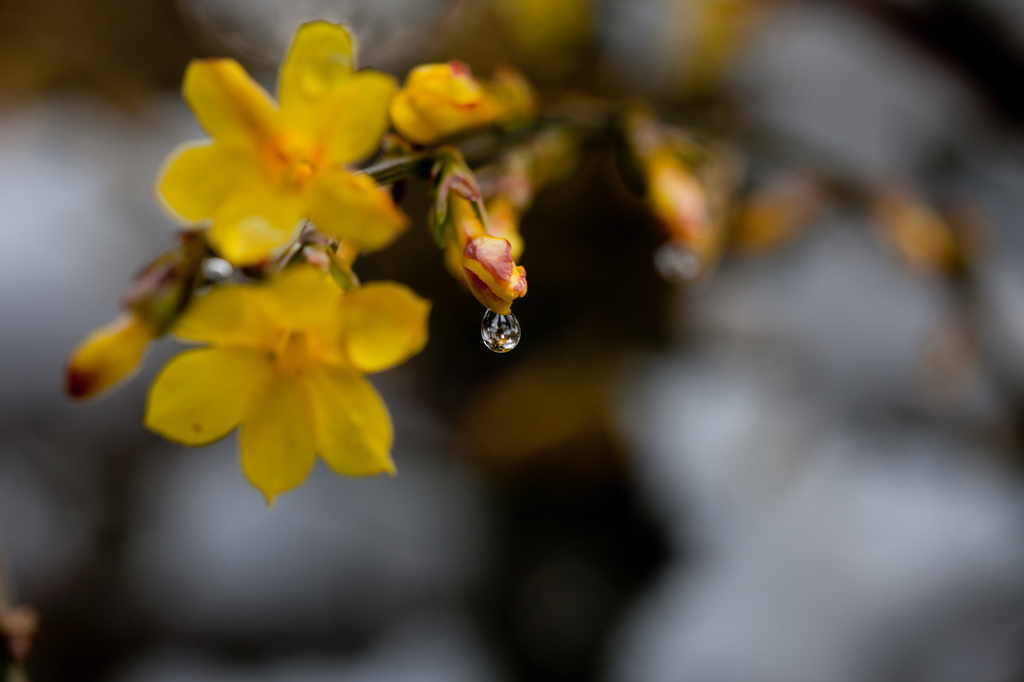 雪后迎春花3 摄影 楚天舒