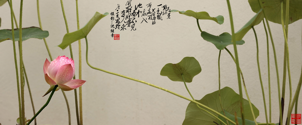 画意荷花 摄影 shenjizhang