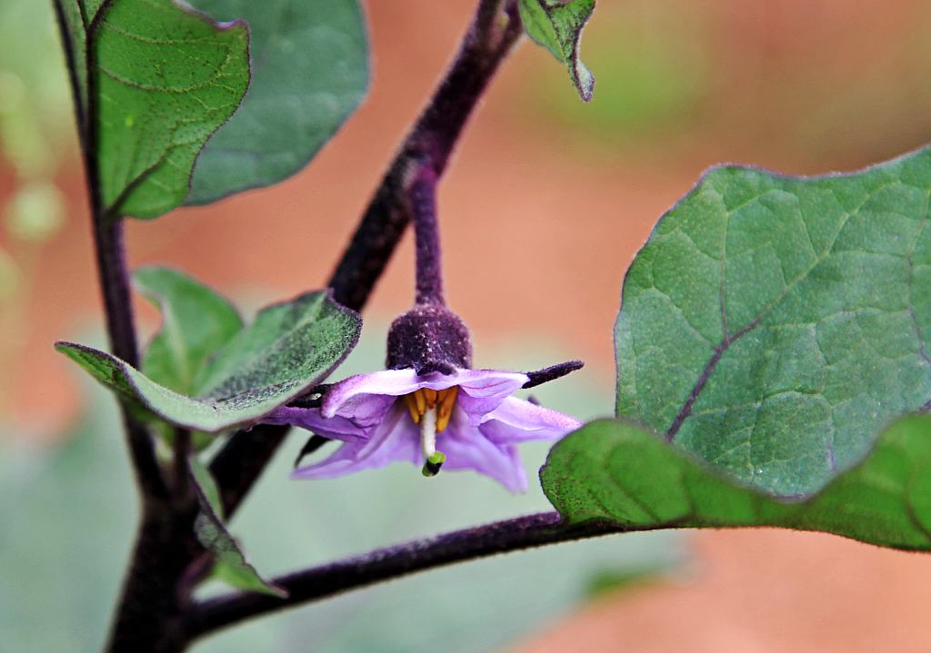 茄子花 摄影 灵蔺