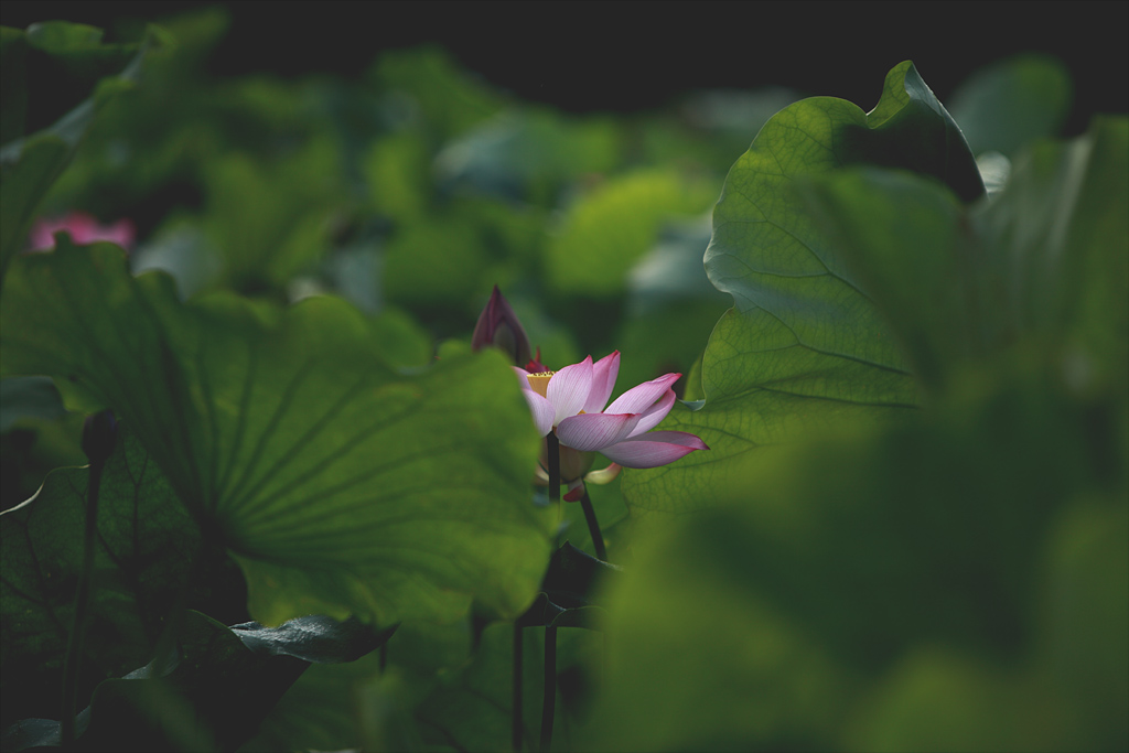 荷花 摄影 纯农民