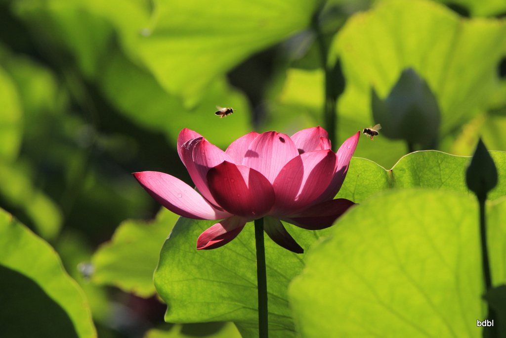 蜂舞花间 摄影 八哥小黑