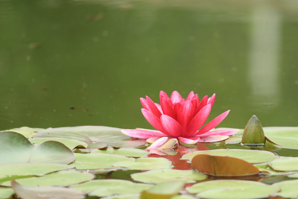 水莲花 摄影 五角枫