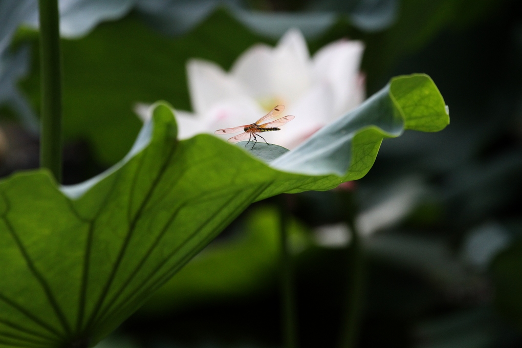 夏趣添几许，蜻蜓抚叶弦（3） 摄影 旅帆