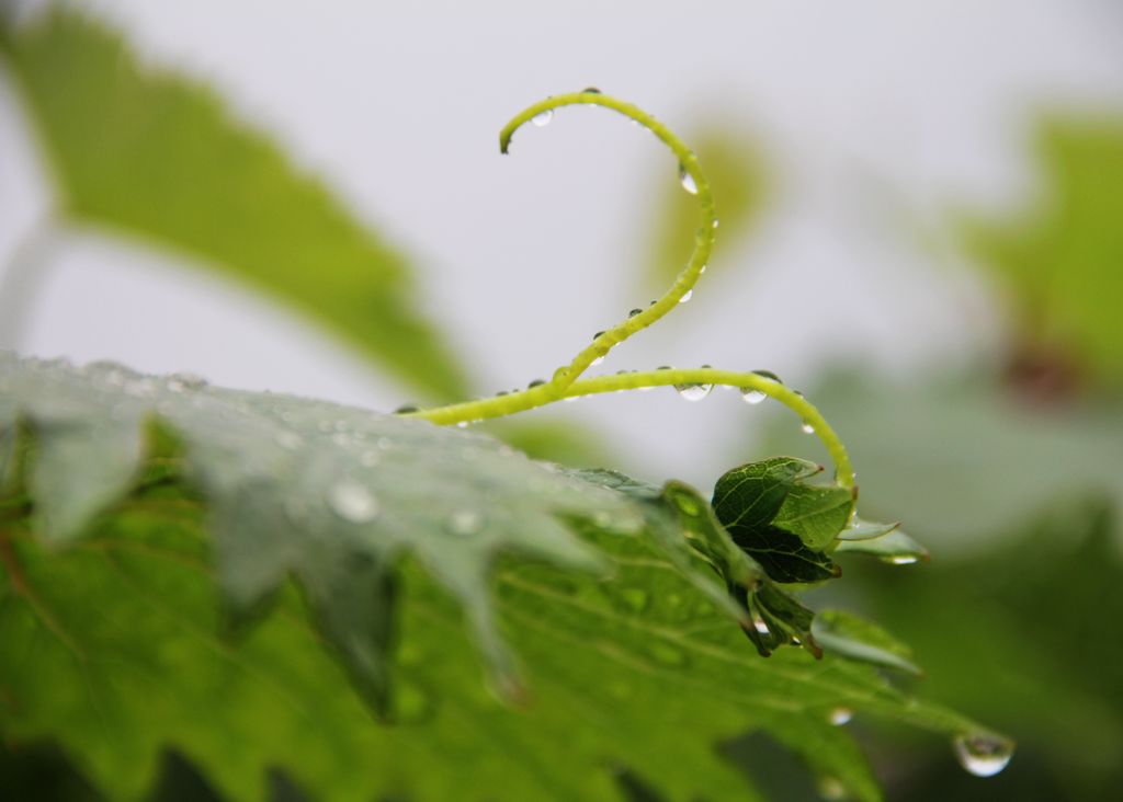 雨露 摄影 新不老