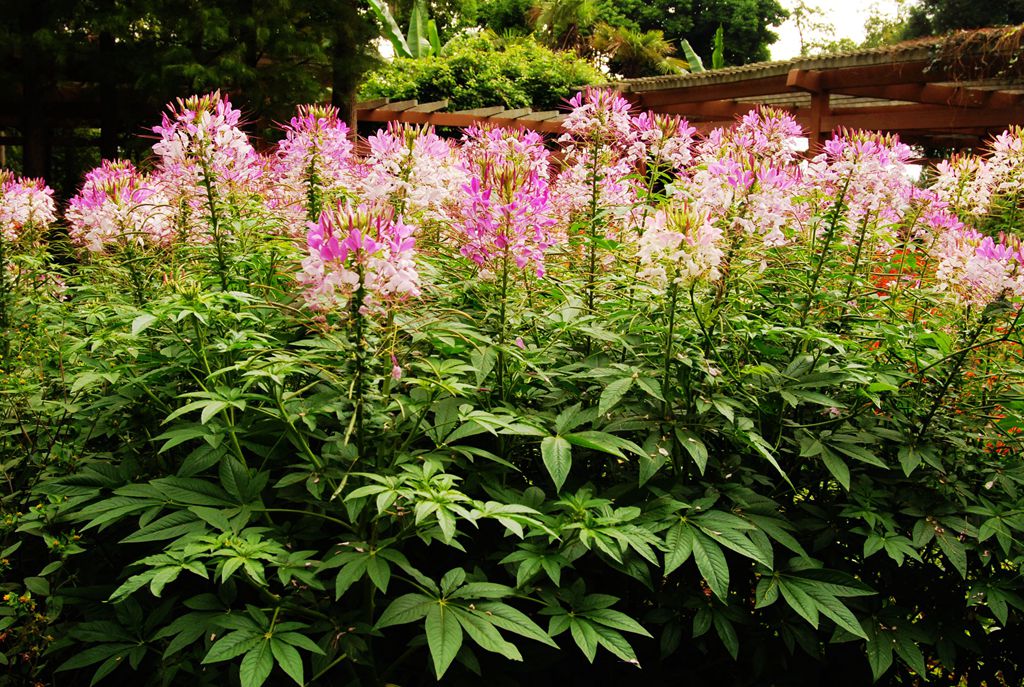 昆明植物园花草 摄影 阳光公子