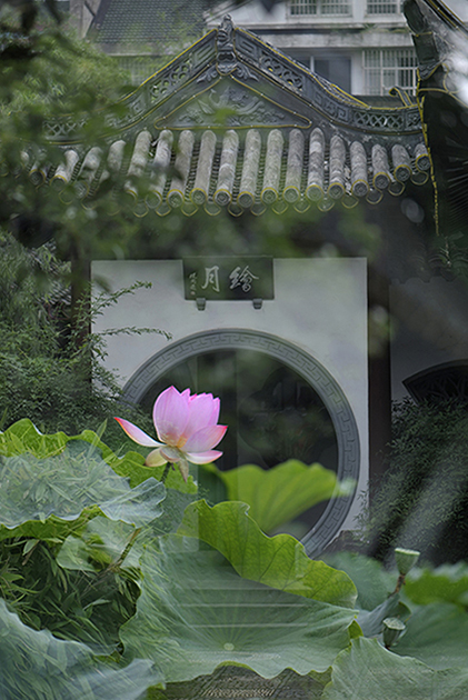 荷2013-3 摄影 山野细雨