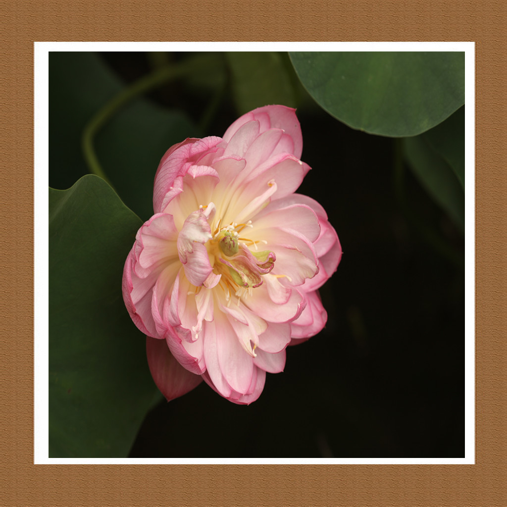 【荷花】 摄影 shenjizhang