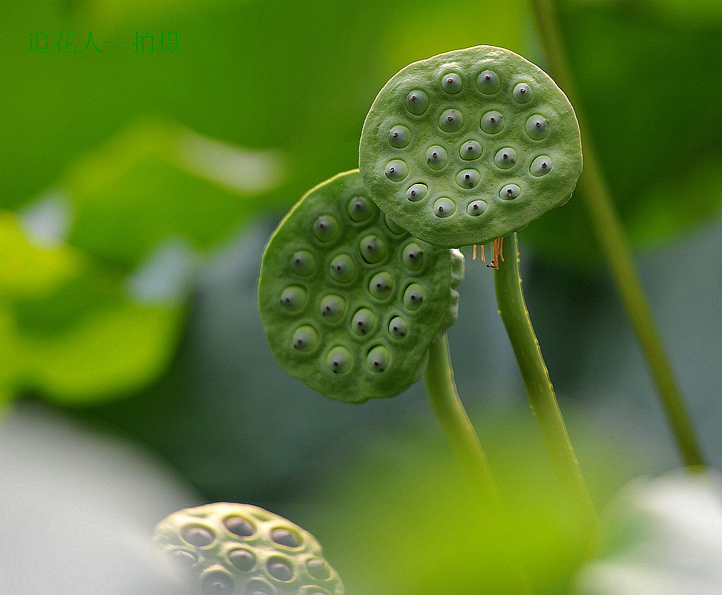 谁能知道莲的心事 摄影 追花人