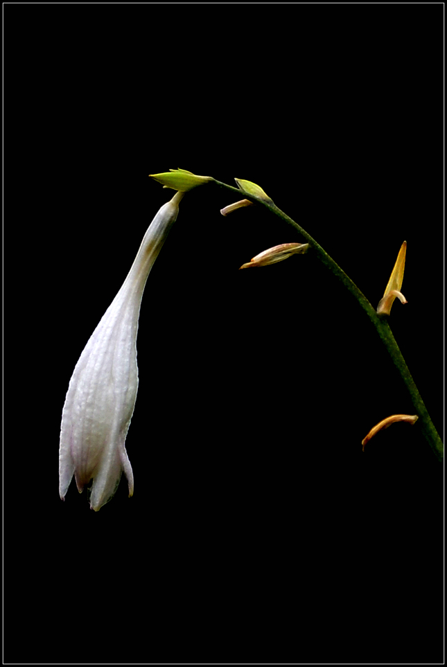 小花 摄影 小黑七