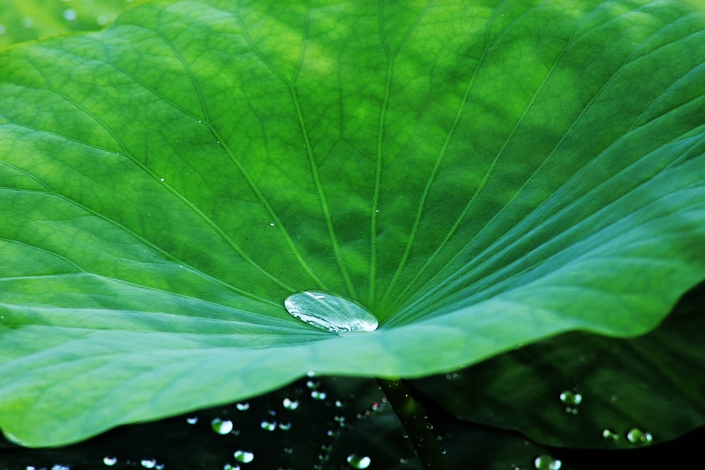 夏荷承露 摄影 秋水孤鹜