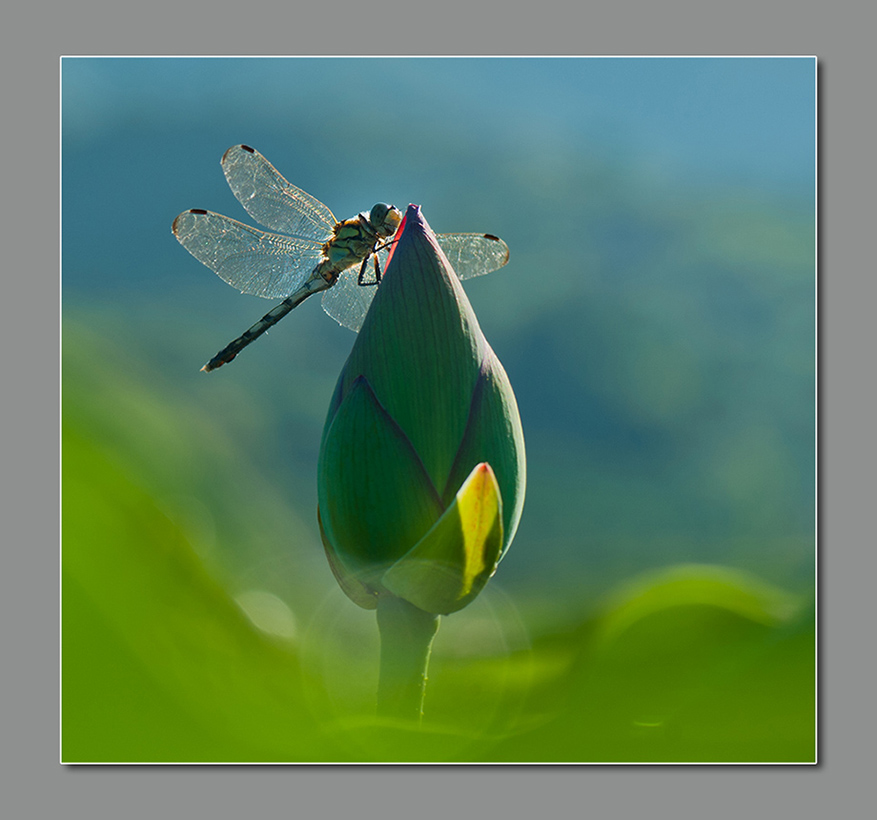 荷塘拾趣691—蜻 蜓 摄影 征程