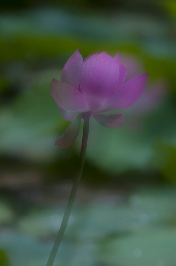 梦幻 摄影 山野春风