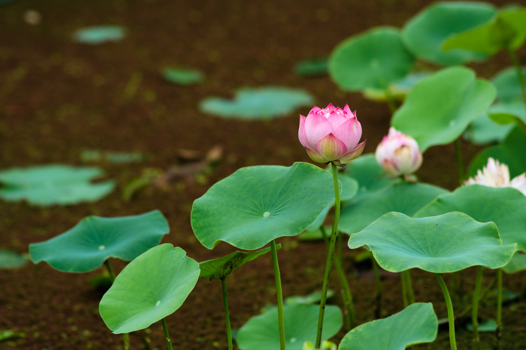 荷花 摄影 狼鹰