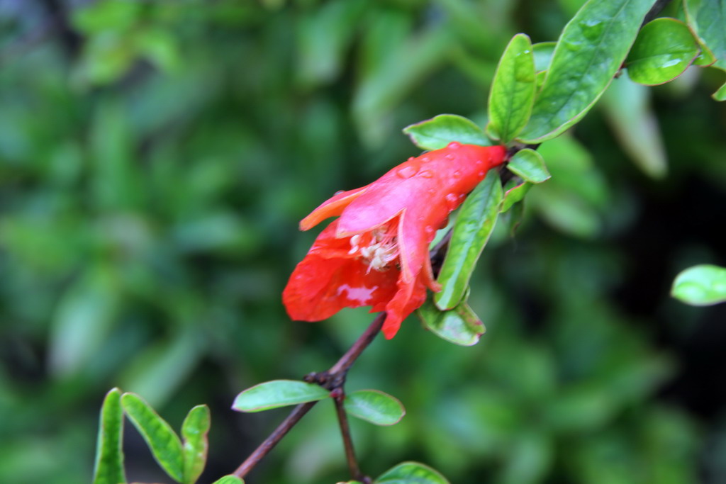 雨后争艳 摄影 虚画