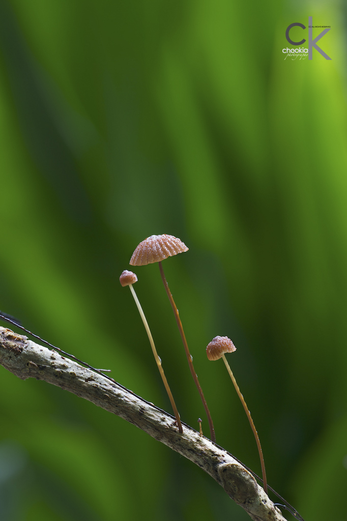 Mushroom 摄影 chookia