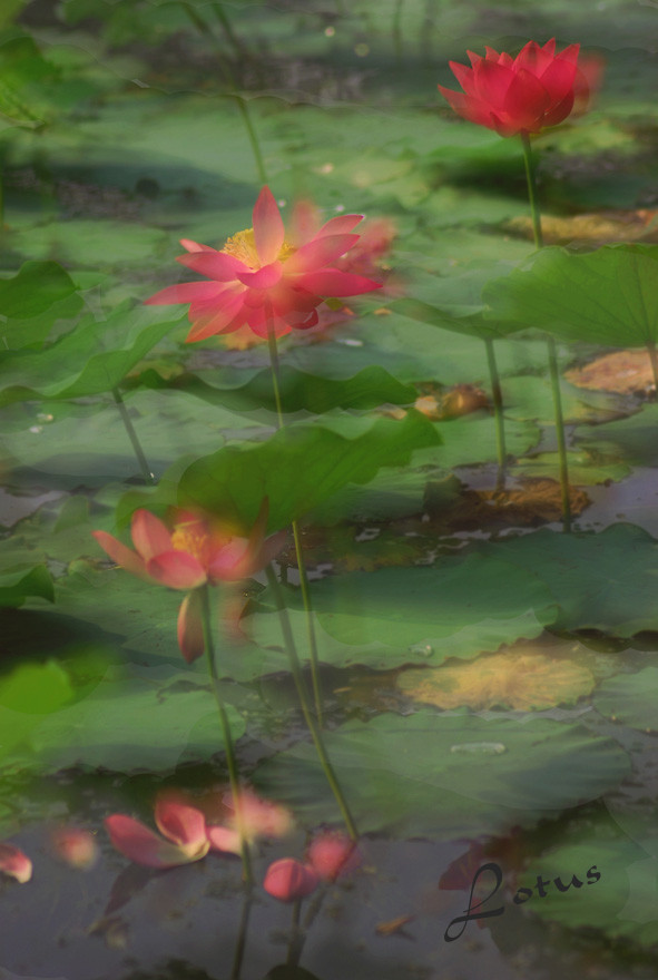 人生如花 摄影 北欧黎明