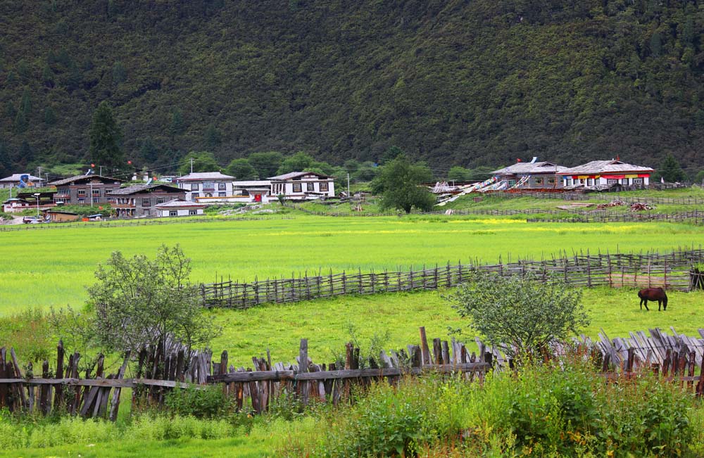 魅力高原 摄影 杨树叶119