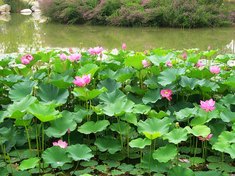 荷花塘 摄影 西风胡杨