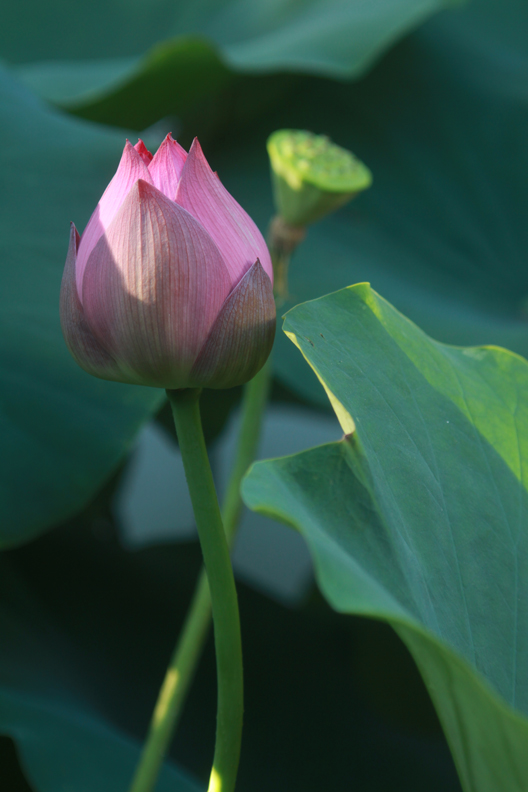 古猗园荷花 摄影 jiangzhenqiu