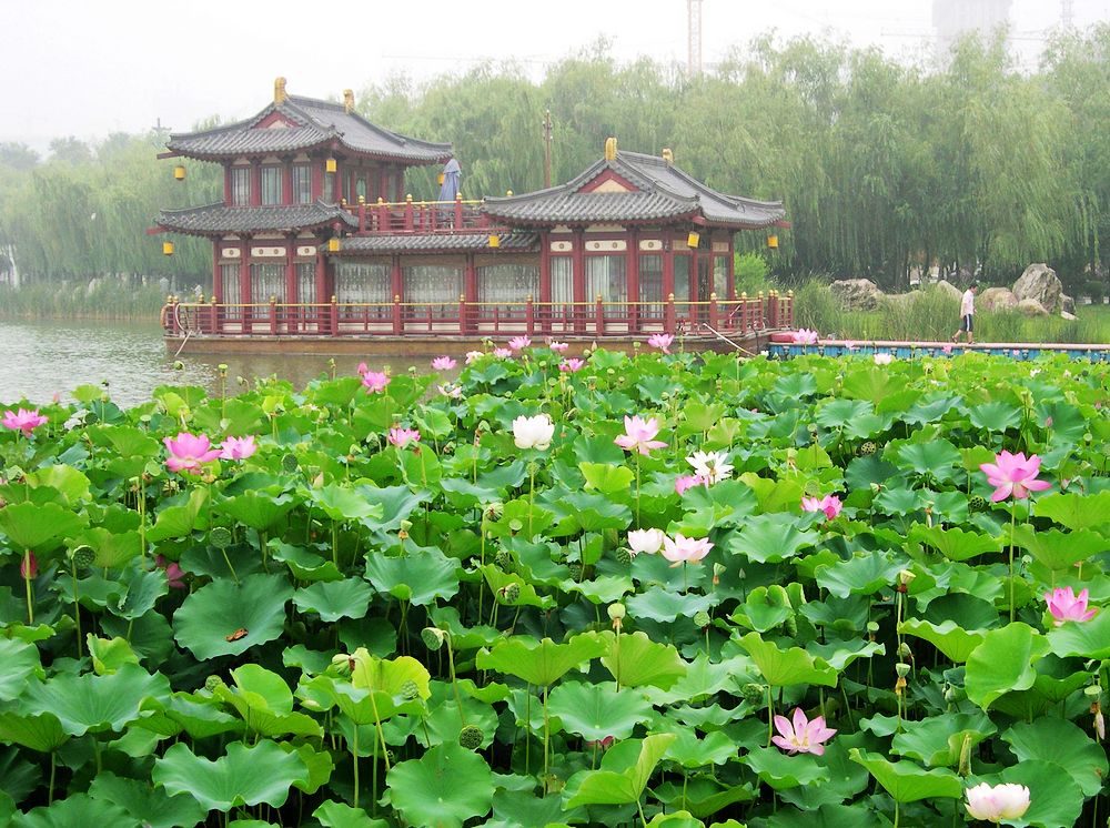 又到荷花盛开时 摄影 西风胡杨