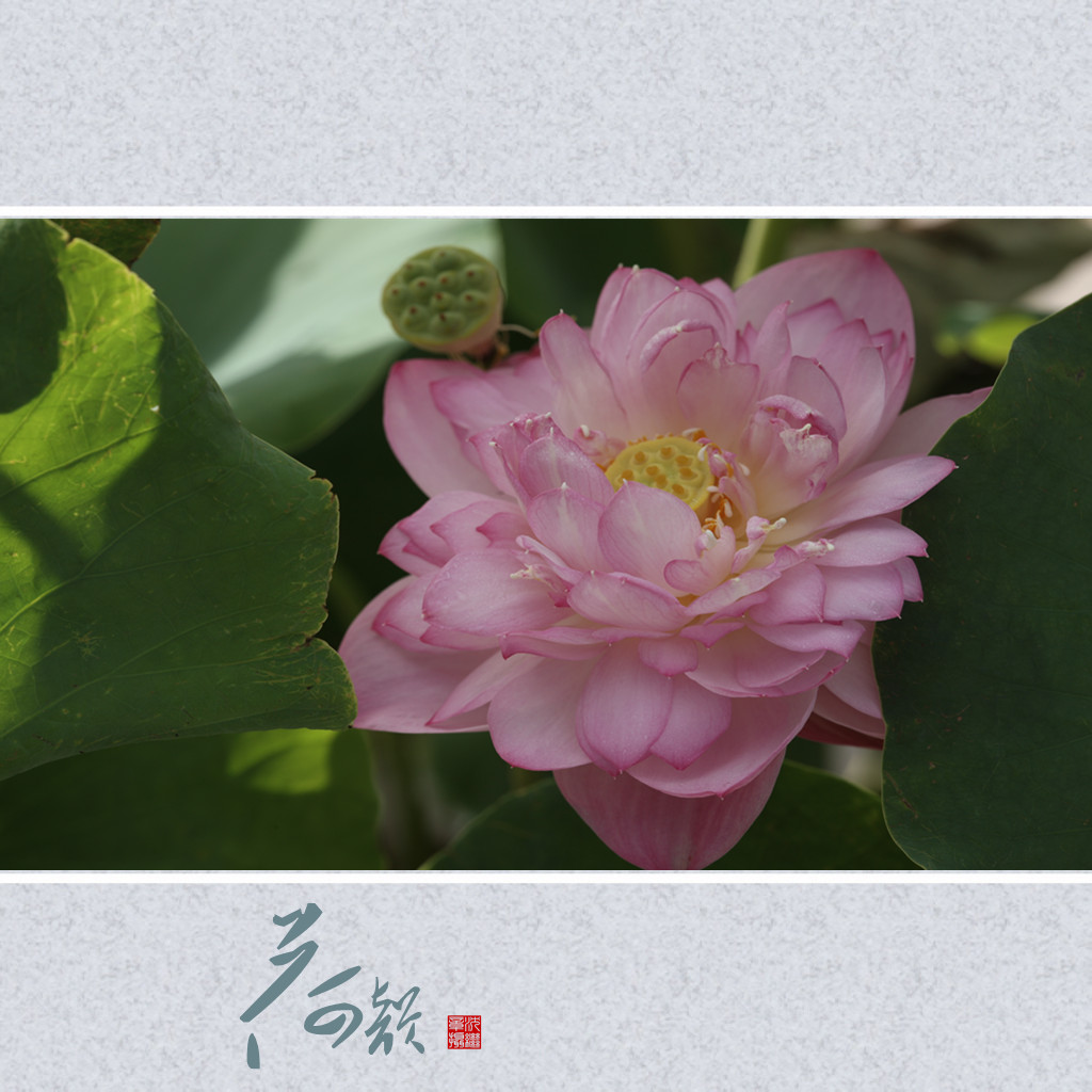 【荷花】 摄影 shenjizhang