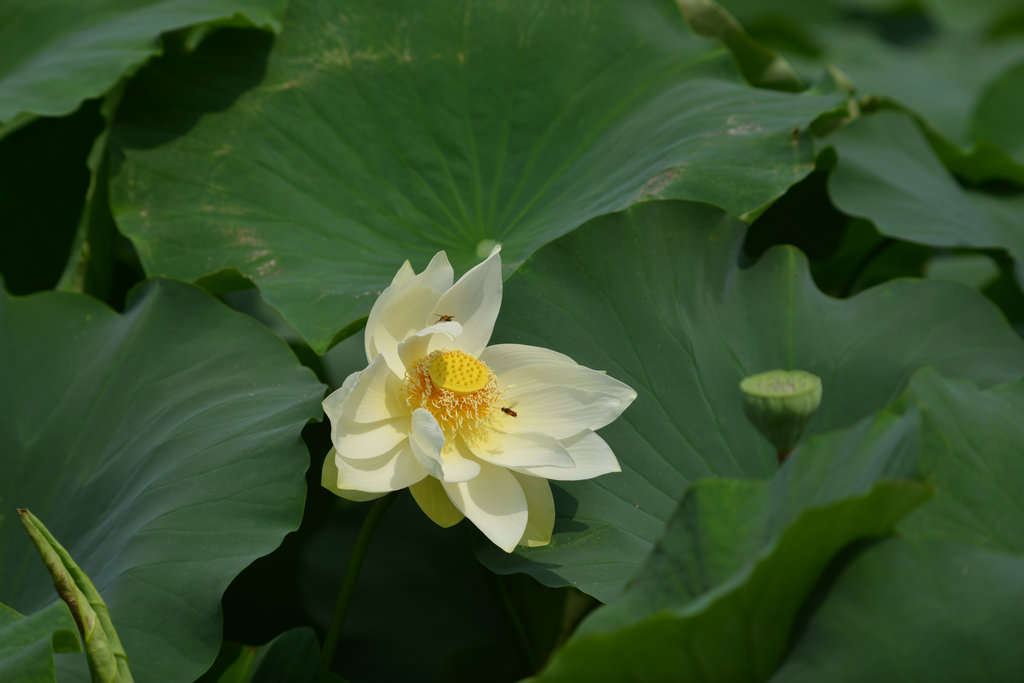 闻蜂起舞 摄影 坐看云天