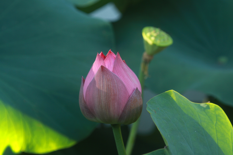 古猗园荷花 摄影 jiangzhenqiu