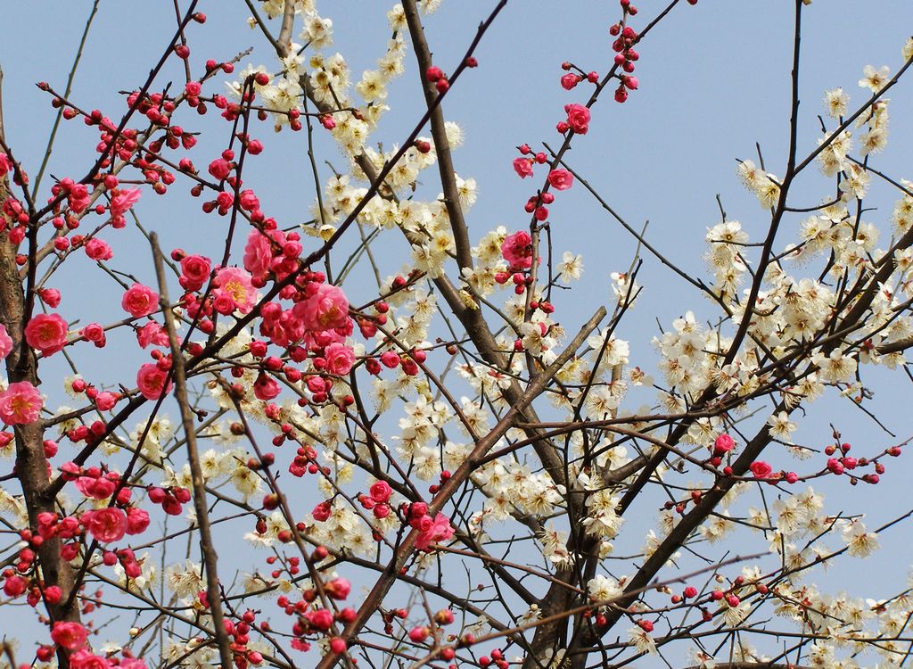 梅花报春 摄影 纯棉布衣