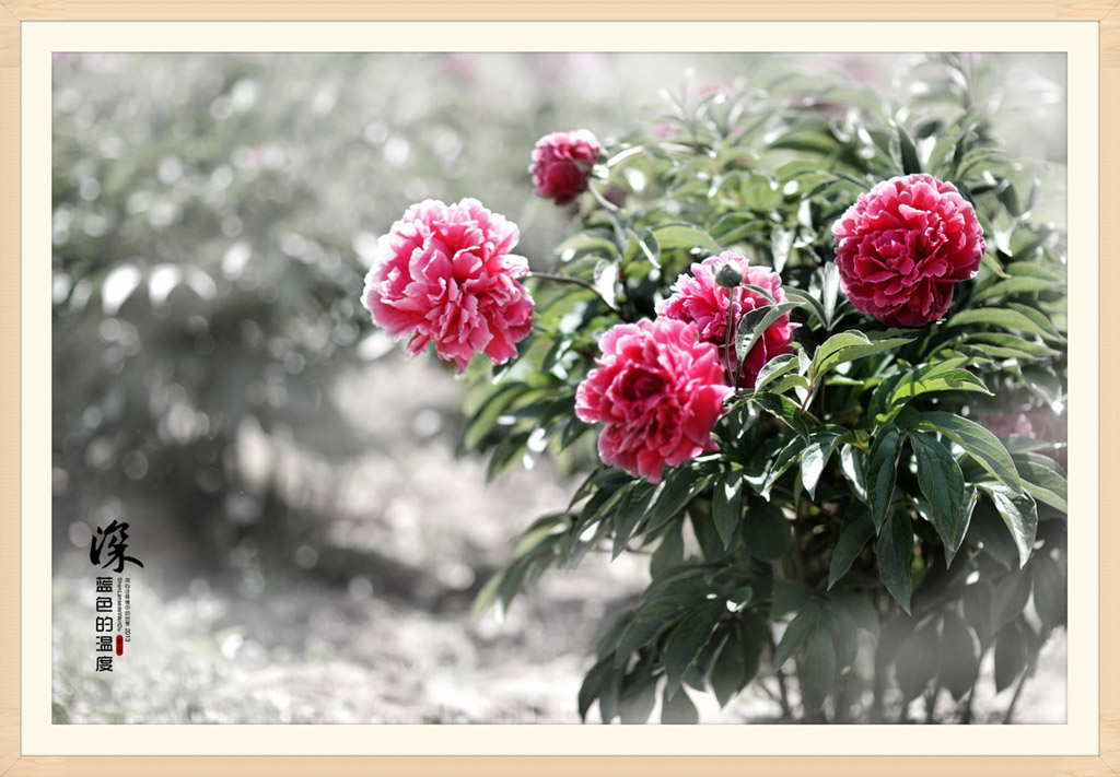 水墨丹青荷【花神】-4 摄影 深蓝色的温度